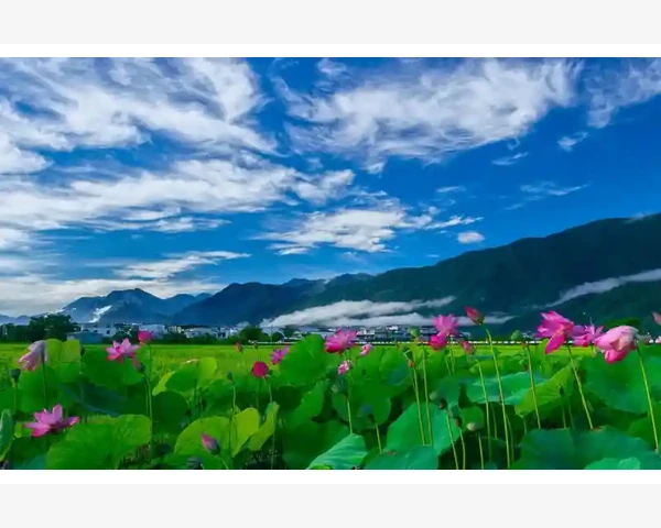 养脾胃必吃！这些菜品既健康又美味